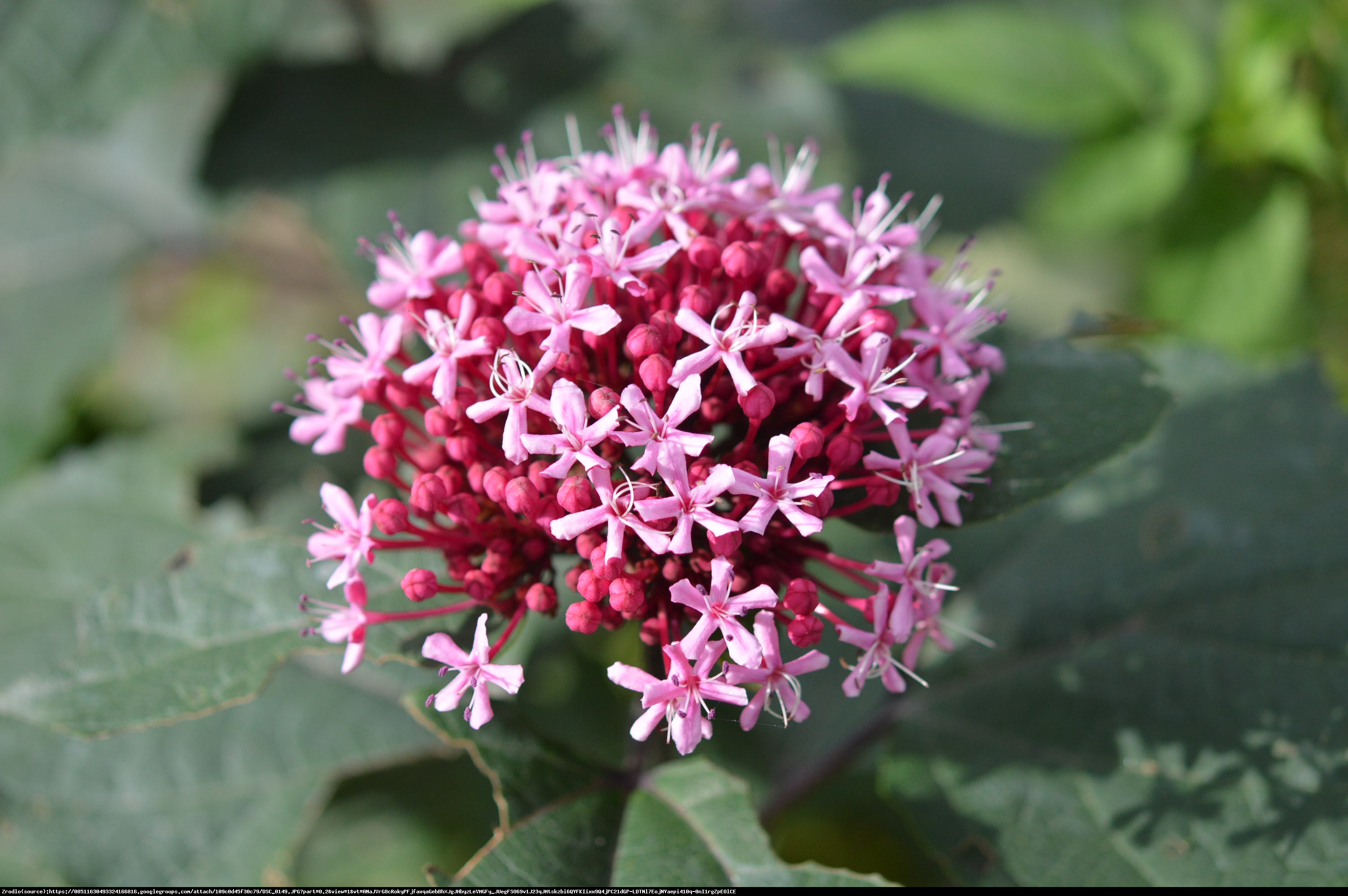 Szczęślin Bungego - Clerodendrum Bungei