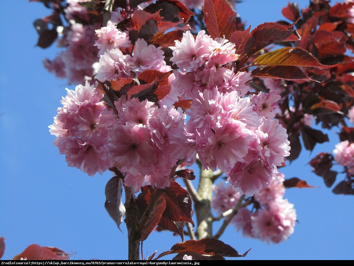 Wiśnia piłkowana Royal Burgundy - Prunus serrulata Royal Burgundy