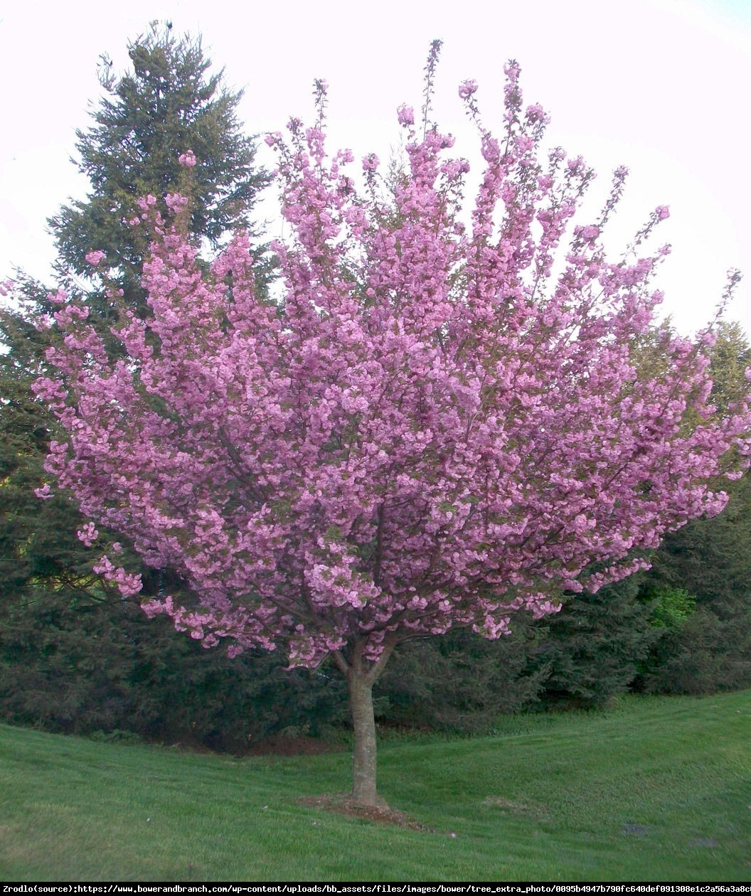 Wiśnia piłkowana Royal Burgundy - Prunus serrulata Royal Burgundy