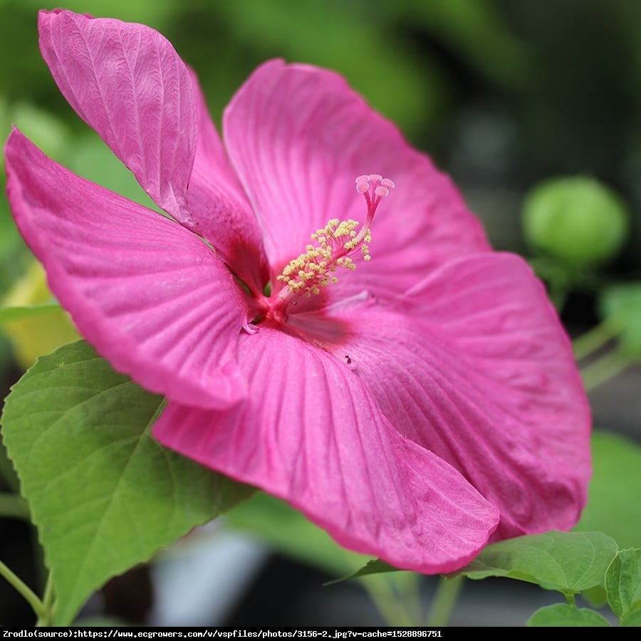 Hibiskus bagienny XXL Luna Rosa - Hibiscus moscheutos XXL Luna Rosa