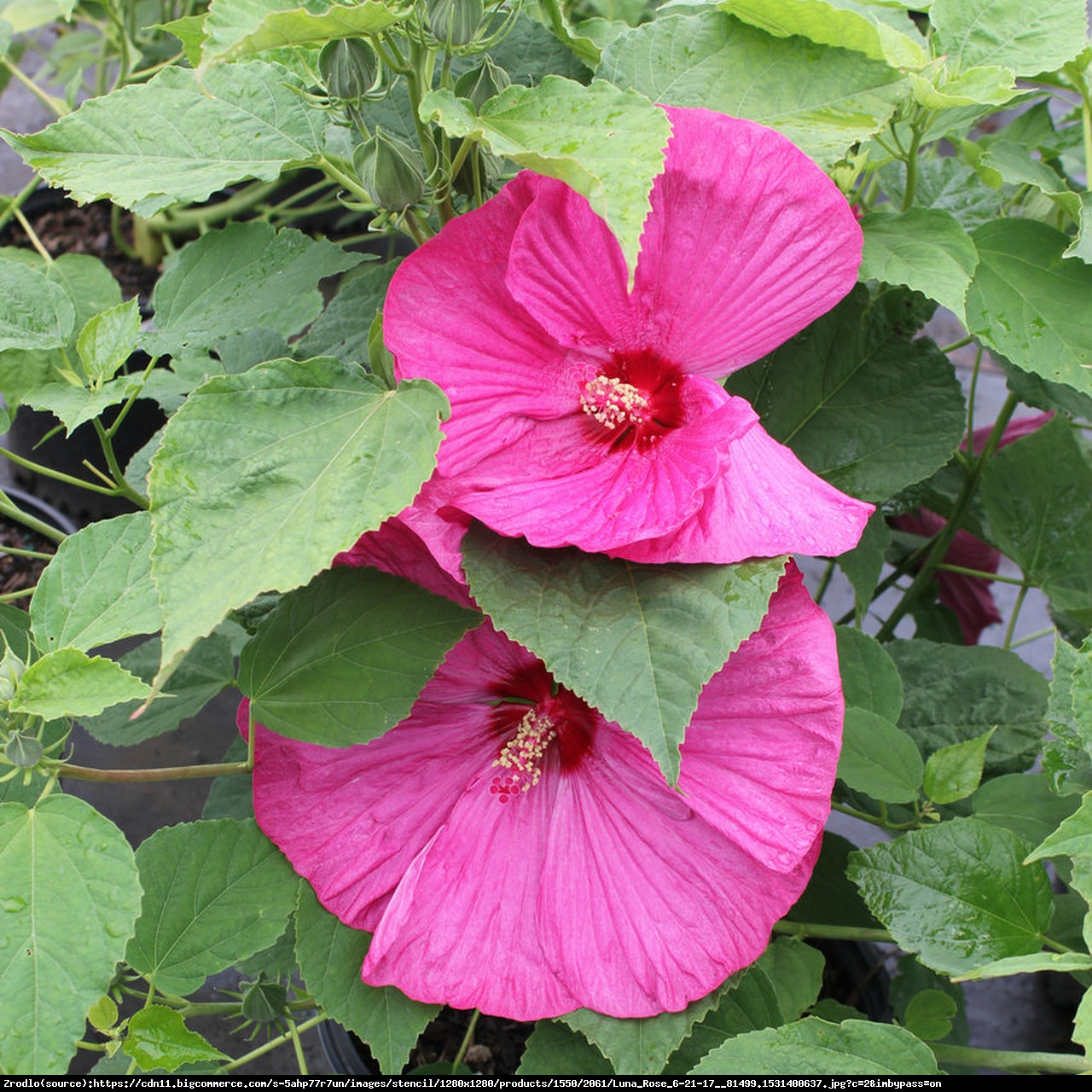 Hibiskus bagienny XXL Luna Rosa Hibiscus moscheutos XXL Luna Rosa