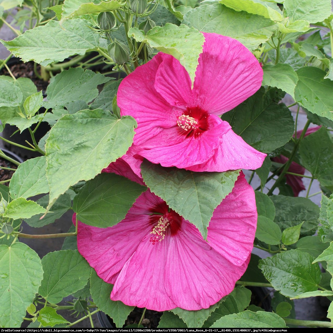 Hibiskus bagienny XXL Luna Rosa - Hibiscus moscheutos XXL Luna Rosa