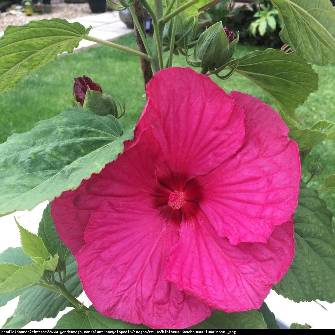 Hibiskus bagienny XXL Luna Rosa - Hibiscus moscheutos XXL Luna Rosa