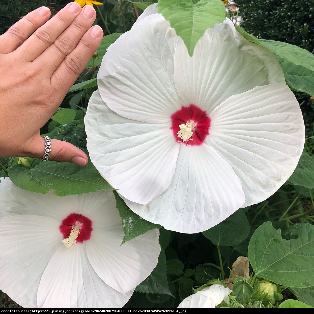 Hibiskus bagienny XXL Luna White Hibiscus moscheutos XXL Luna White