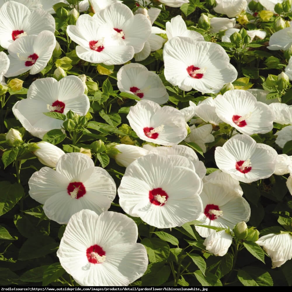 Hibiskus bagienny XXL Luna White - Hibiscus moscheutos XXL Luna White