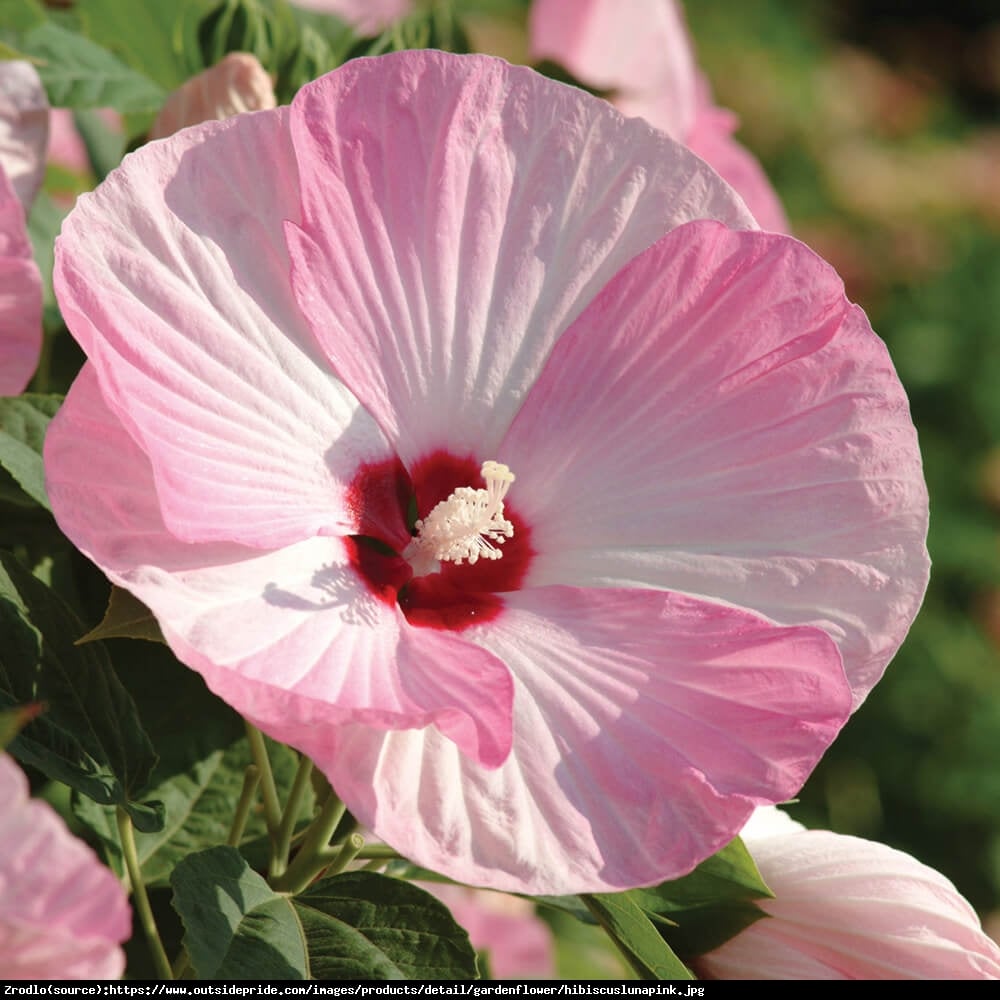 Hibiskus bagienny XXL Pink Swirl - Hibiscus moscheutos XXL Pink Swirl