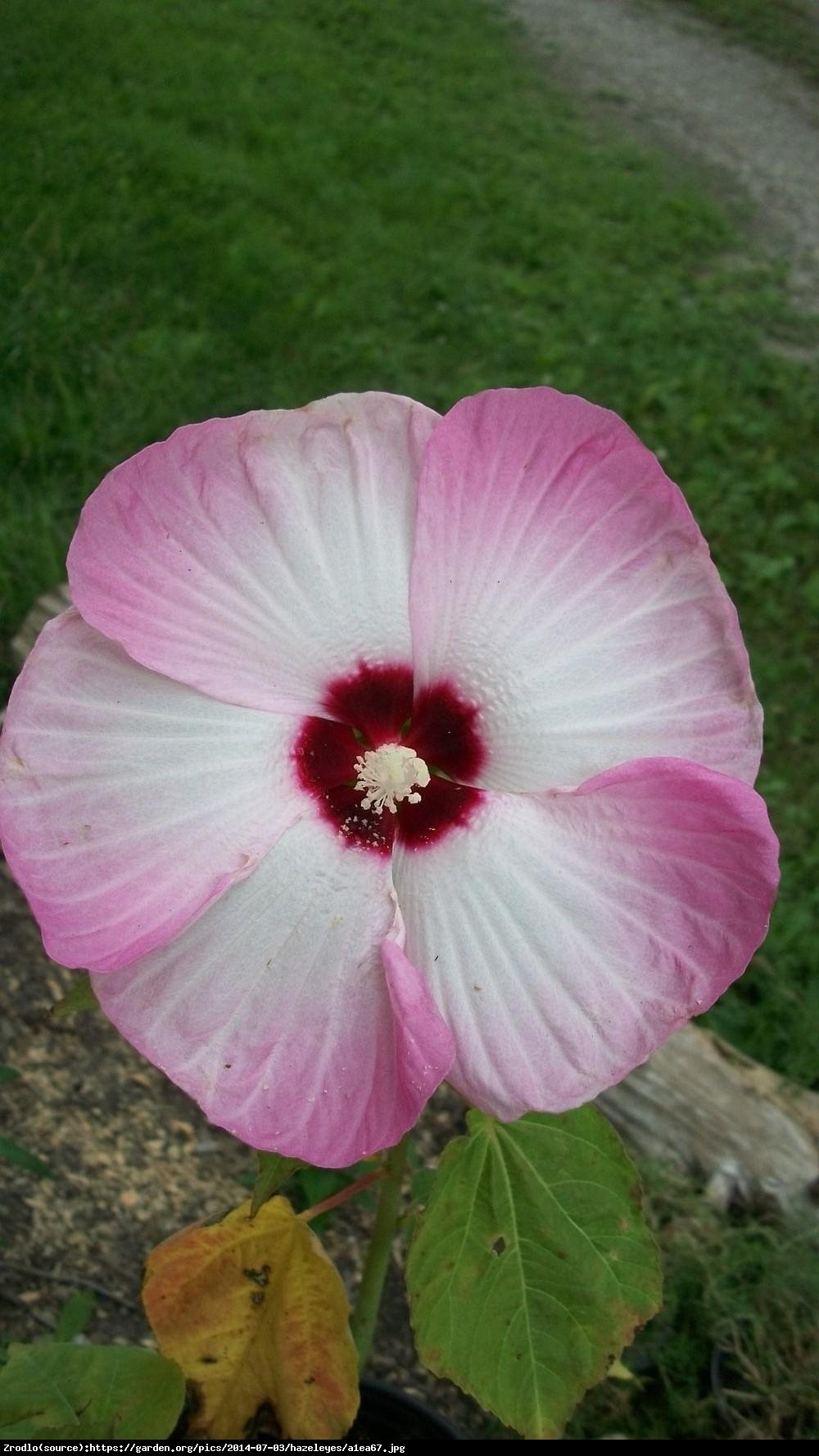 Hibiskus bagienny XXL Pink Swirl - Hibiscus moscheutos XXL Pink Swirl