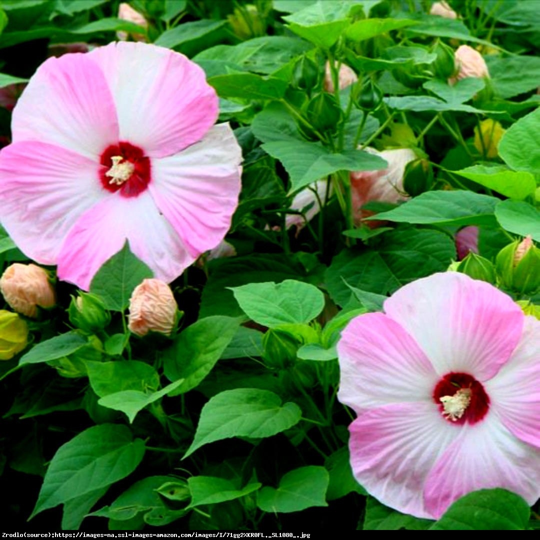 Hibiskus bagienny XXL Pink Swirl - Hibiscus moscheutos XXL Pink Swirl
