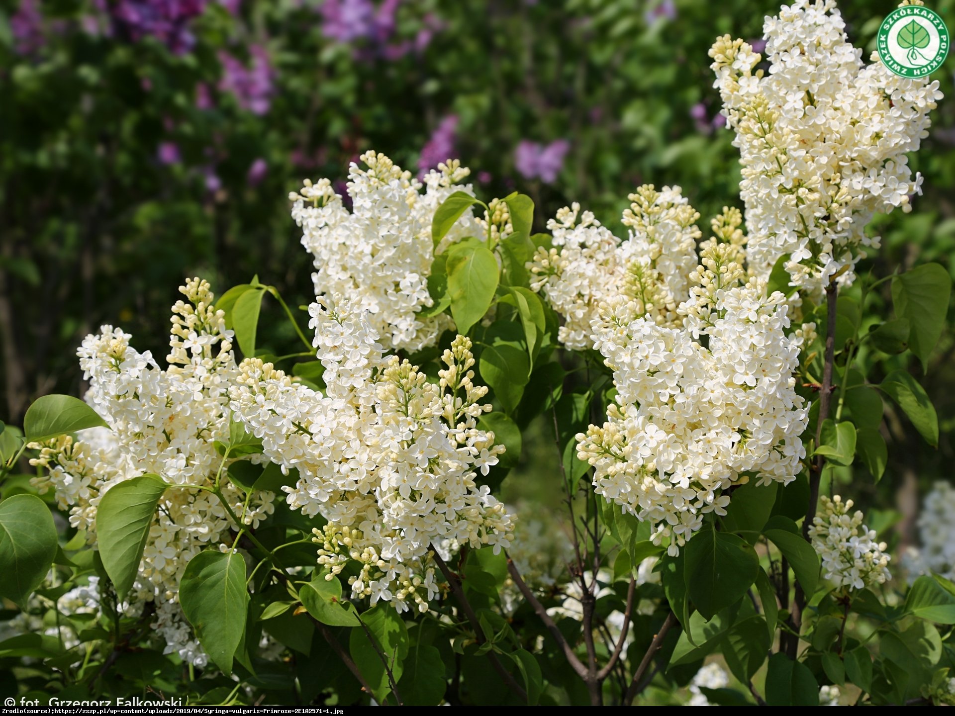 Lilak pospolity Primrose - Syringa vulgaris Primrose