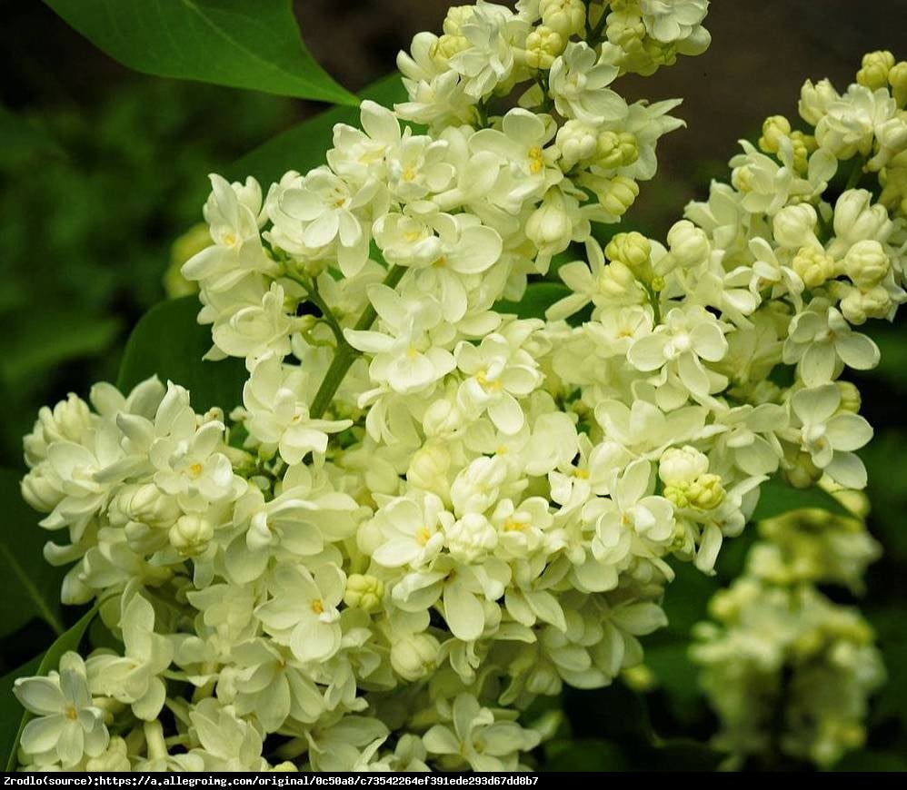 Lilak pospolity Primrose - Syringa vulgaris Primrose