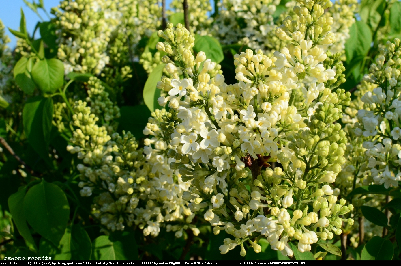 Lilak pospolity Primrose - Syringa vulgaris Primrose