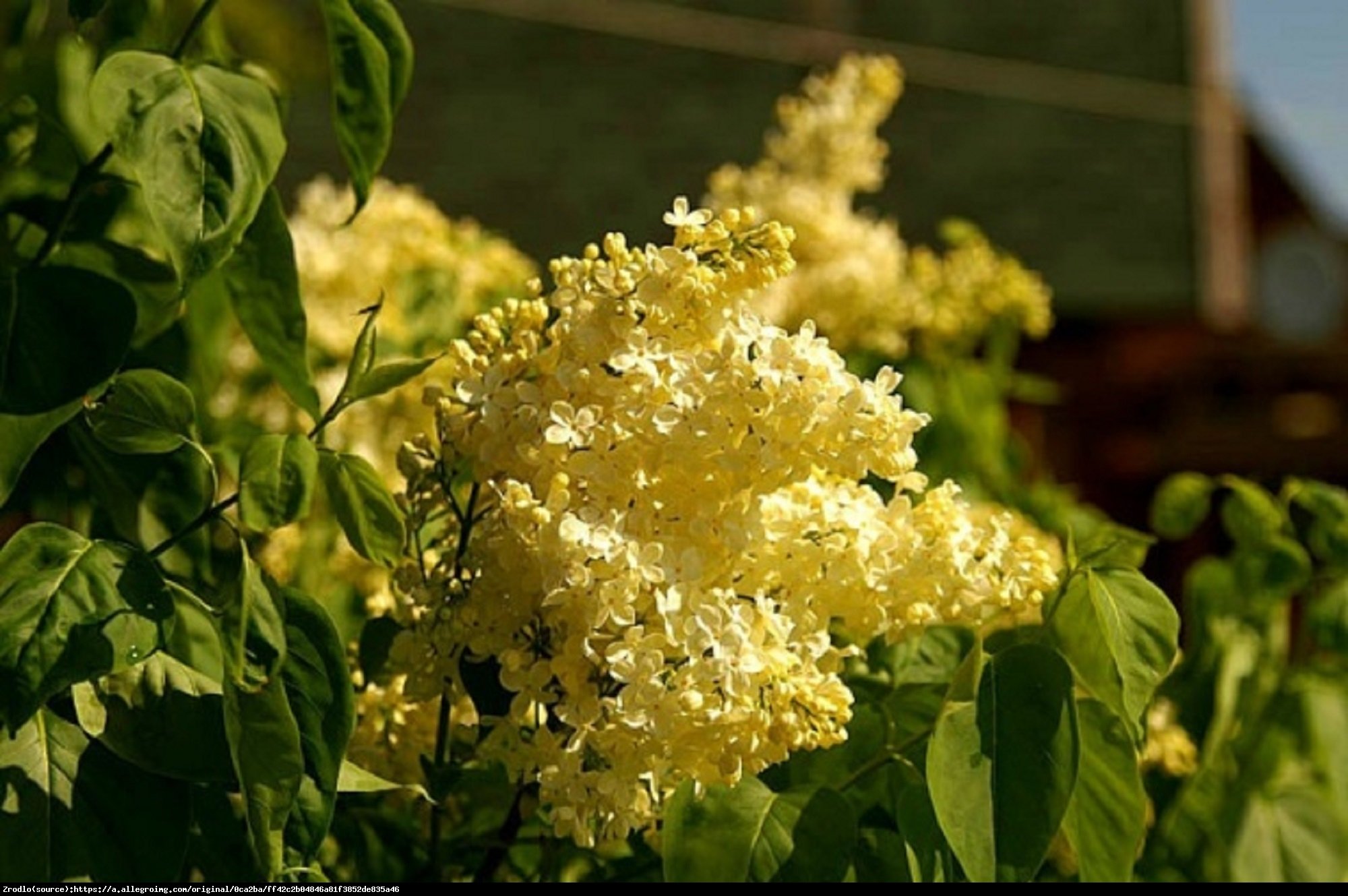 Lilak pospolity Primrose - Syringa vulgaris Primrose