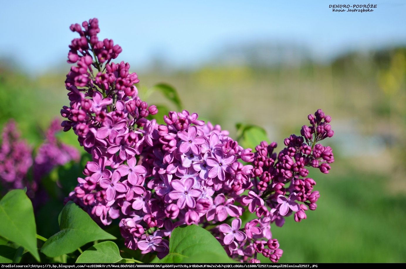 Lilak Pospolity LUDWIG SPAETH - Syringa vulgaris LUDWIG SPAETH