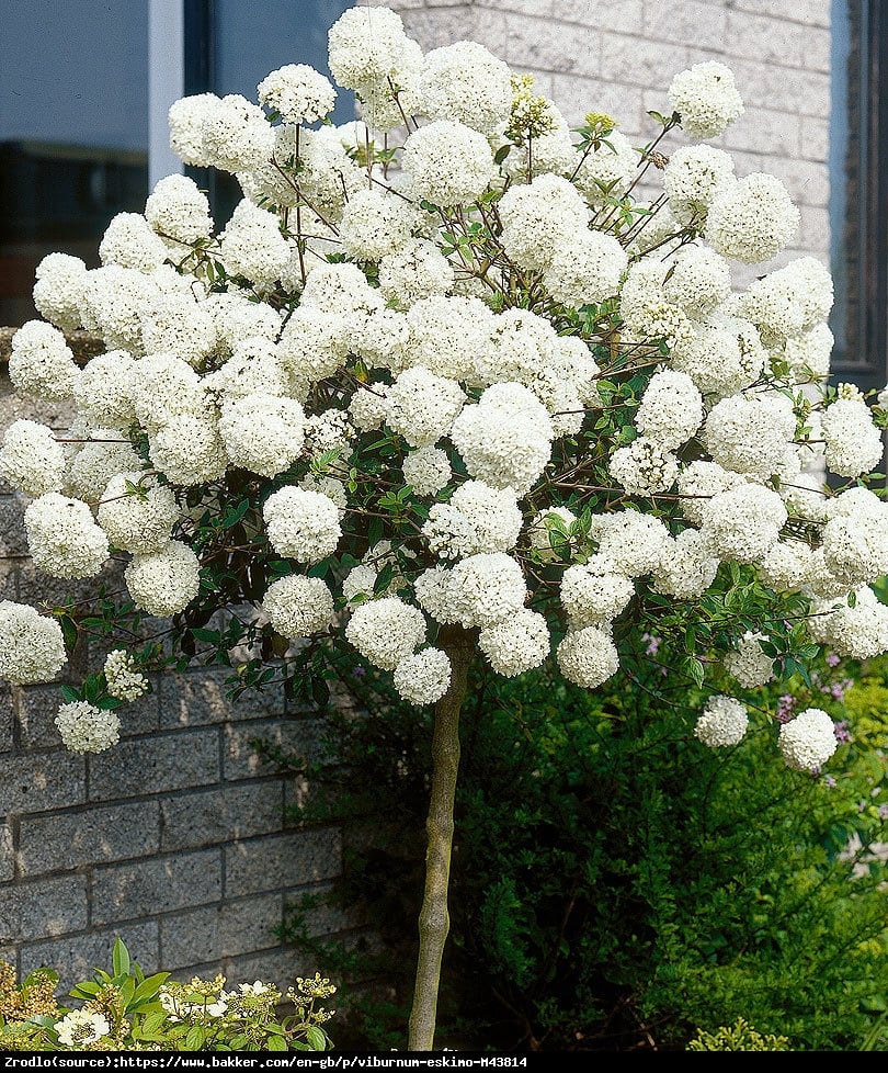 Kalina Eskimo - CUDNIE PACHNIE!!! - Viburnum Eskimo  