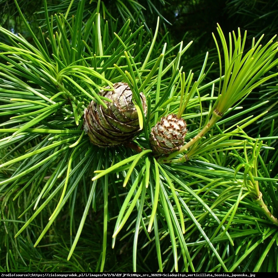 Sośnica japońska - Sciadopitys verticillata