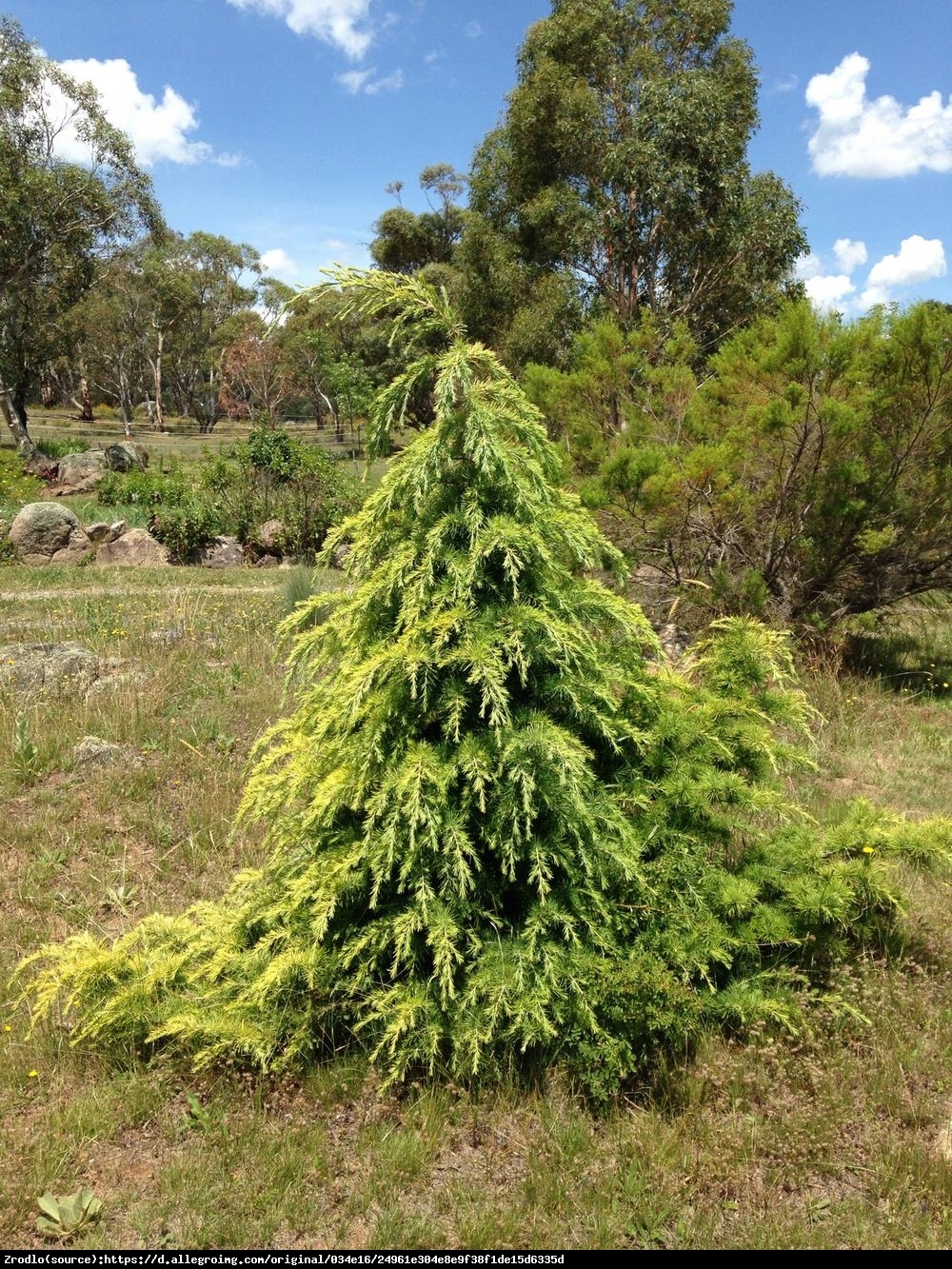 Cedr himalajski Golden Horizon - Cedrus deodara Golden Horizon