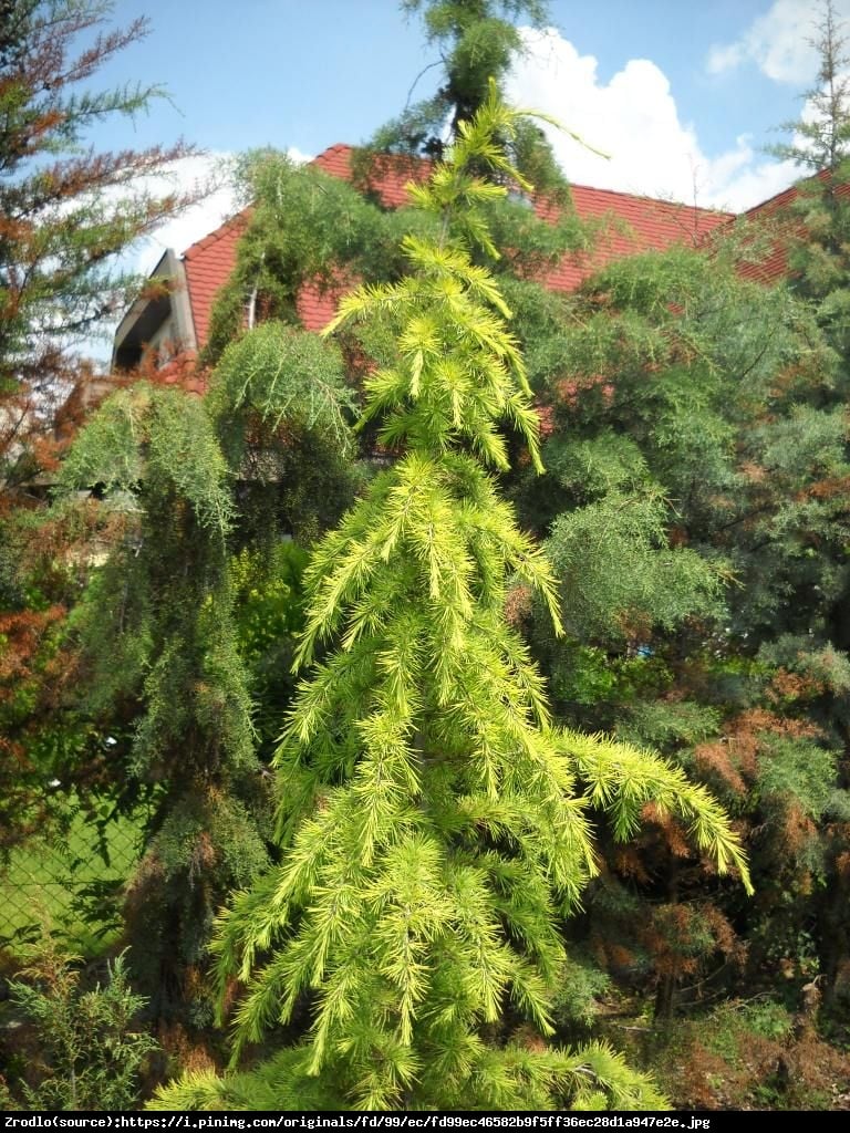 Cedr himalajski Golden Horizon - Cedrus deodara Golden Horizon