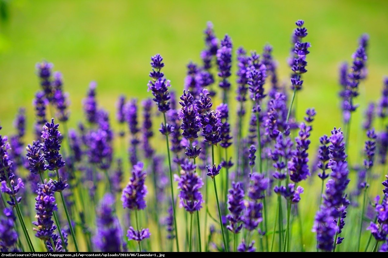 Lawenda Hidcote - INTENSYWNIE PACHNĄCA, najciemniejsza - Lavandula Hidcote