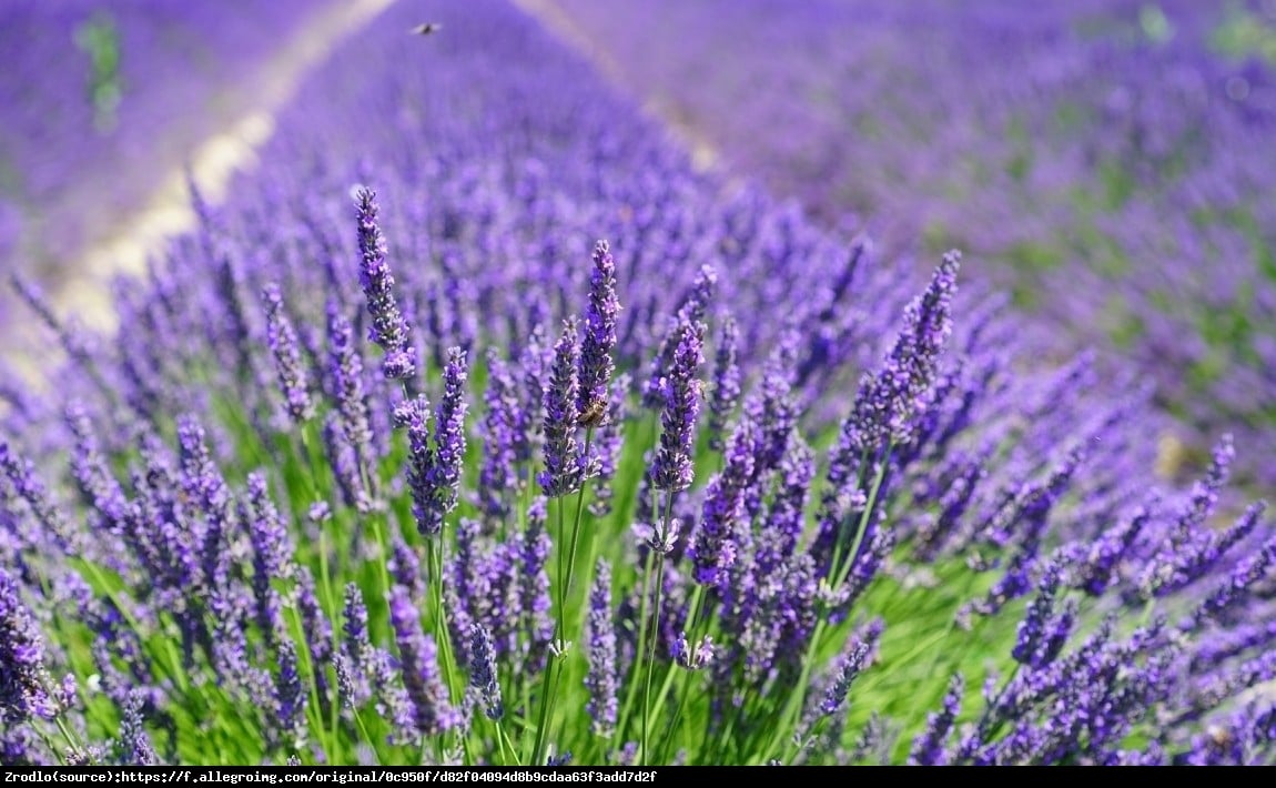 Lawenda Hidcote - INTENSYWNIE PACHNĄCA, najciemniejsza - Lavandula Hidcote