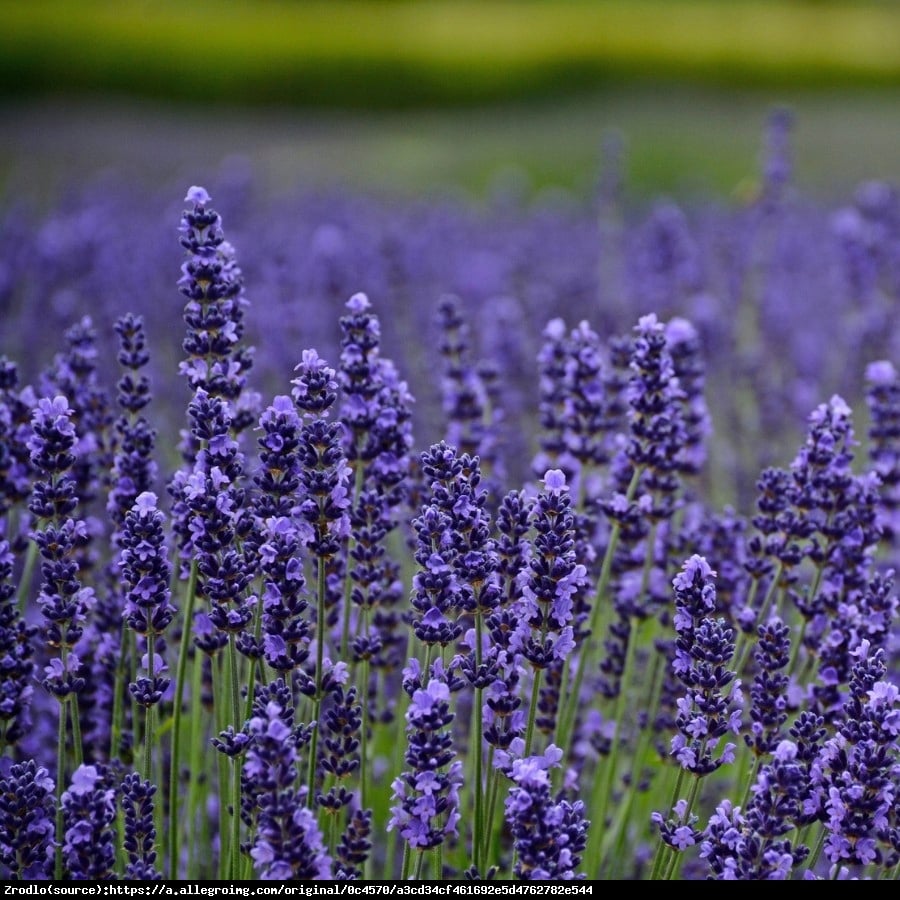 Lawenda Munstead- kompaktowa, NIEZWYKLE AROMATYCZNA - Lavandula Munstead