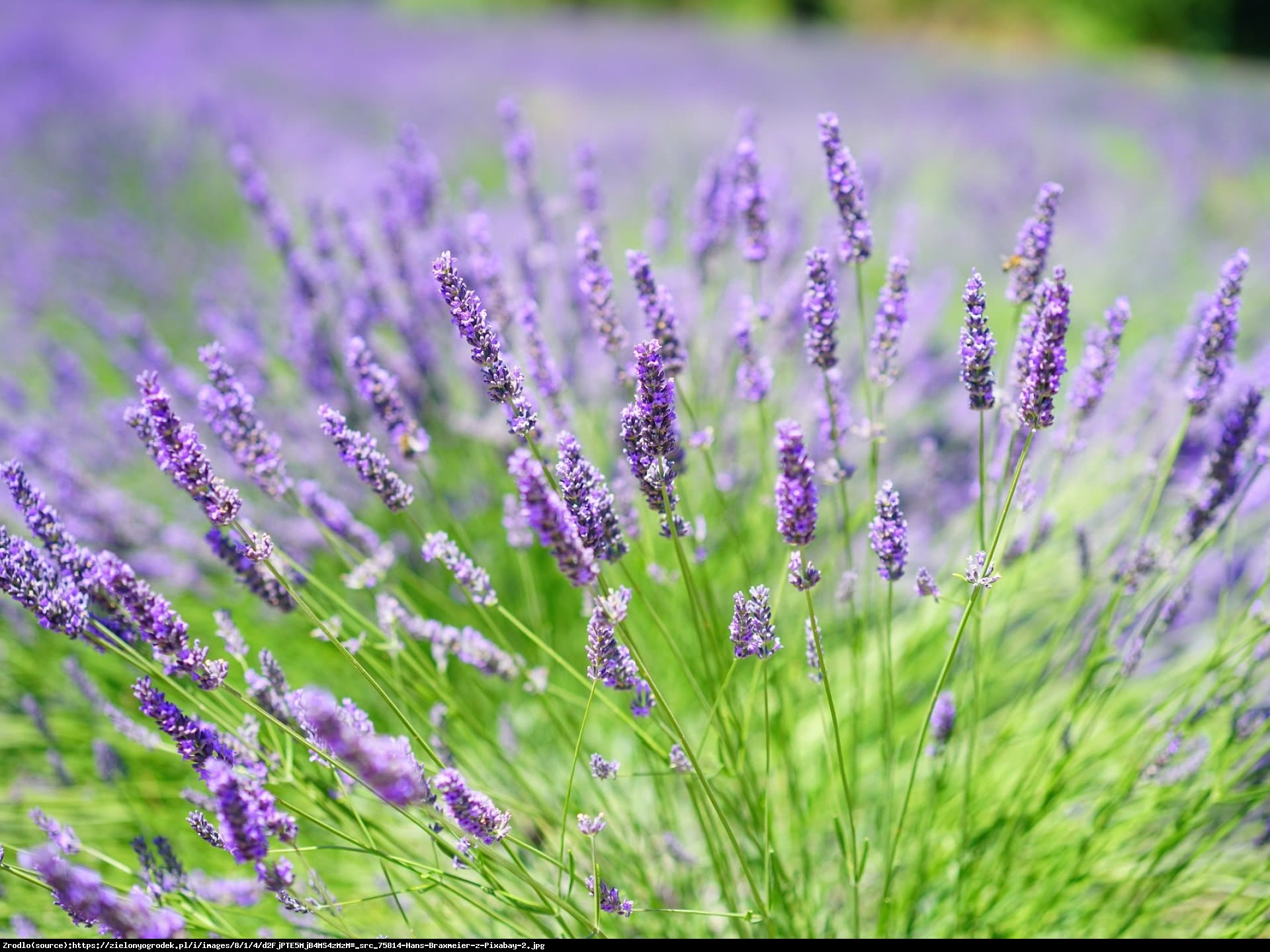 Lawenda Munstead- kompaktowa, NIEZWYKLE AROMATYCZNA - Lavandula Munstead