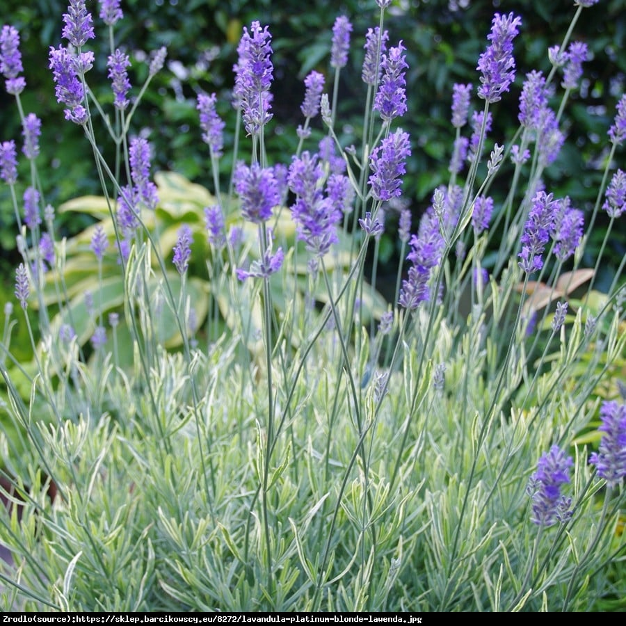 Lawenda Platinium Blonde - DWUBARWNE LIŚCIE - Lavendula Platinium Blonde