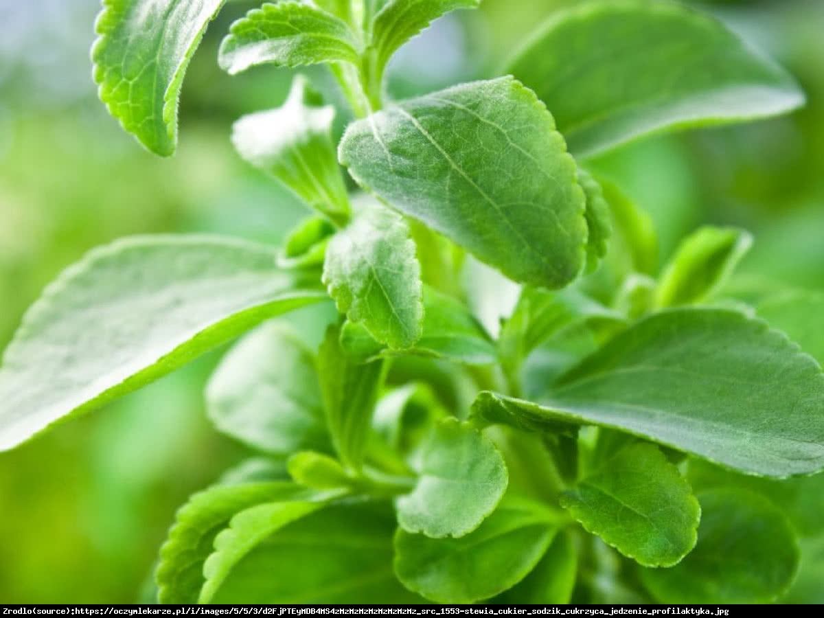 Stewia - Stevia