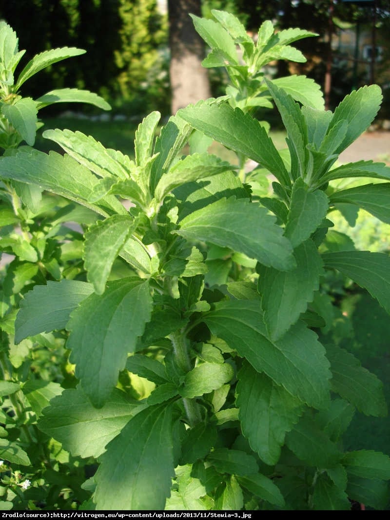 Stewia - Stevia