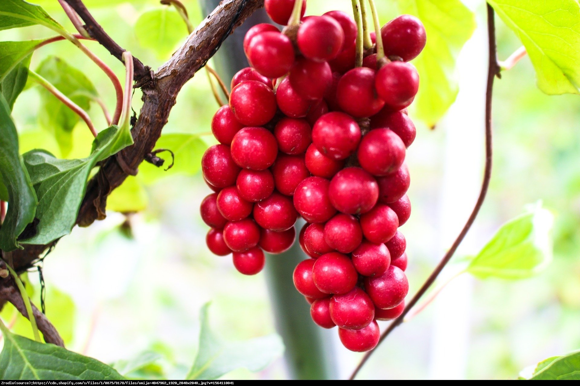 Cytryniec chiński - Schisandra chinensis