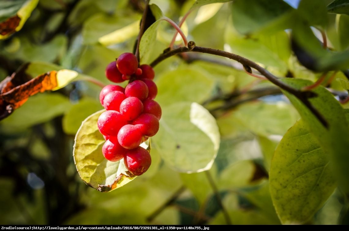 Cytryniec chiński - Schisandra chinensis