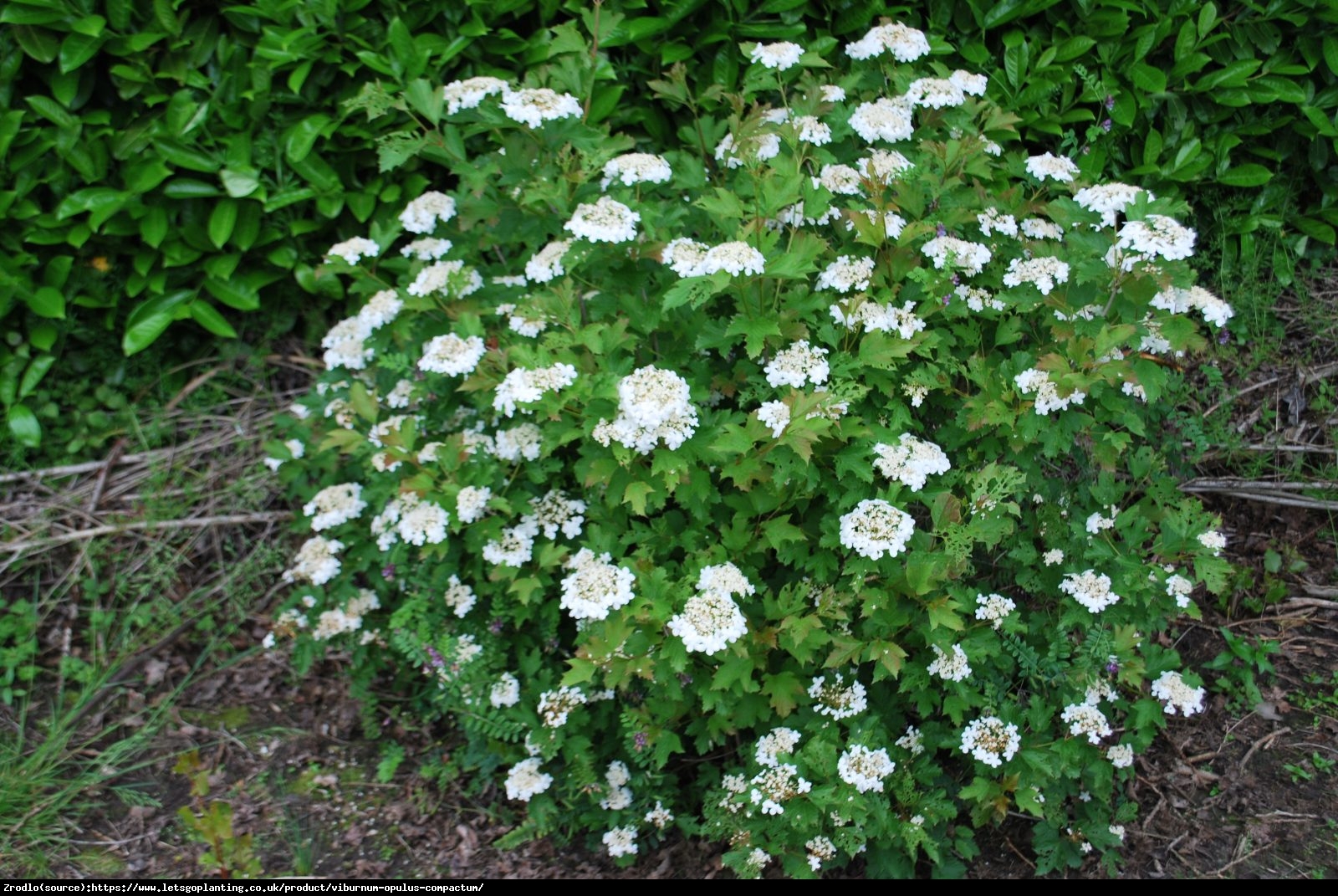 Kalina koralowa Compactum - Viburnum opulus  Compactum  