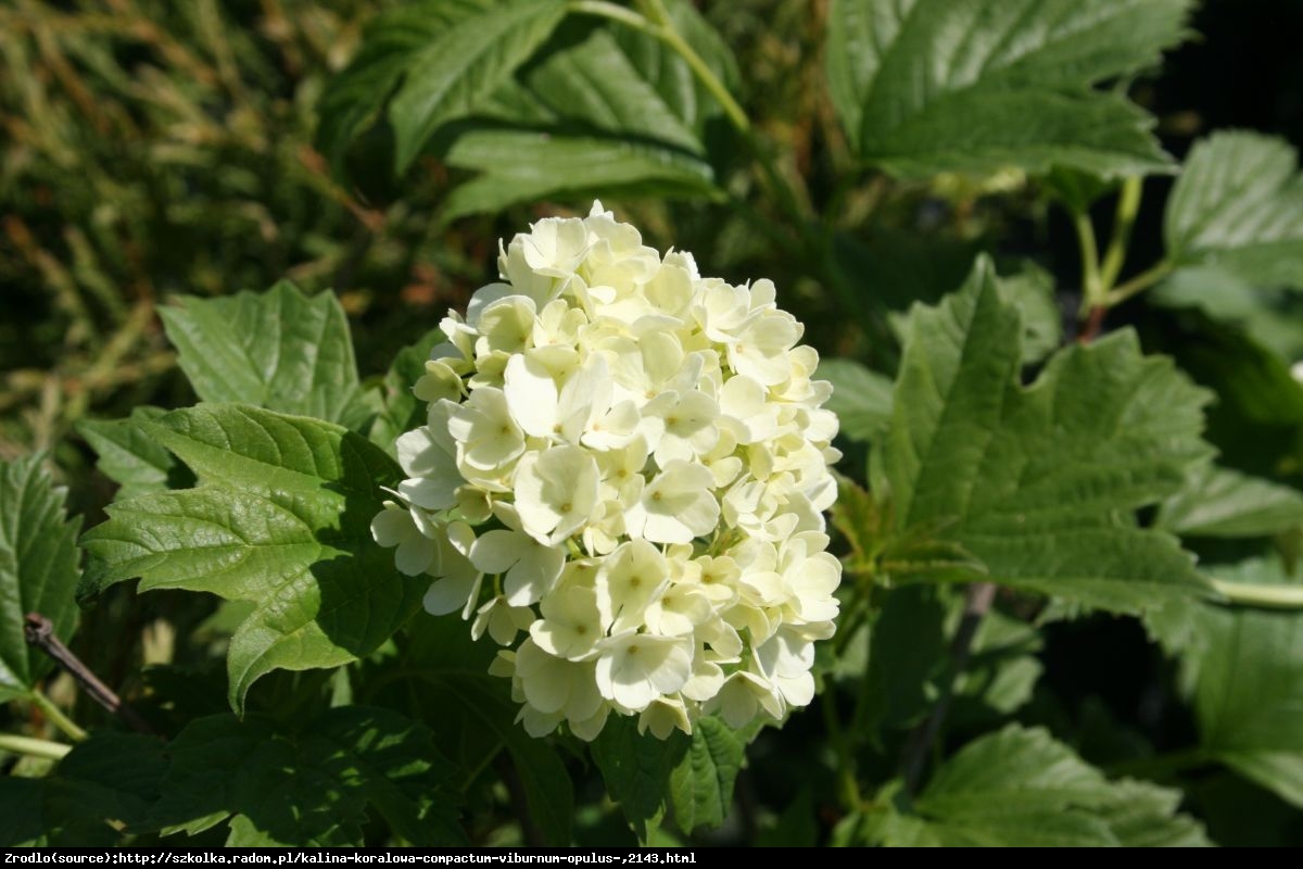 Kalina koralowa Compactum - Viburnum opulus  Compactum  