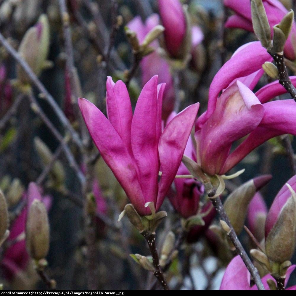 Magnolia Susan Duża - Magnolia Susan