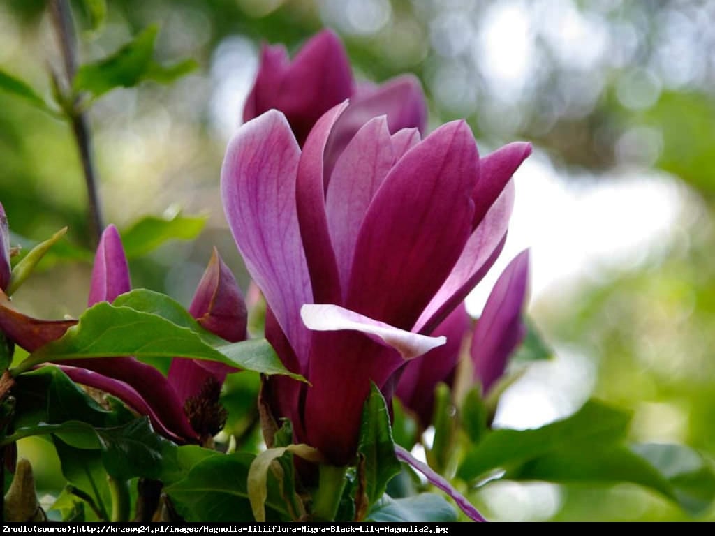 Magnolia Nigra Duża - Magnolia liliflora Nigra