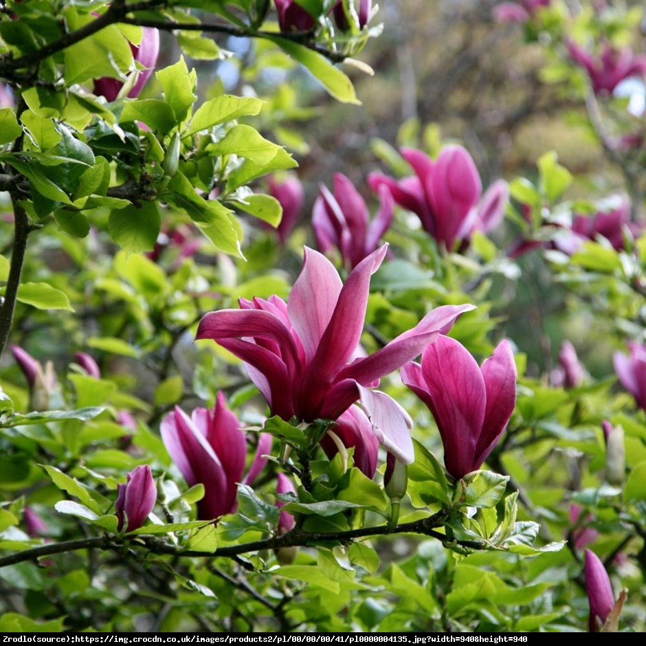 Magnolia Nigra Duża - Magnolia liliflora Nigra