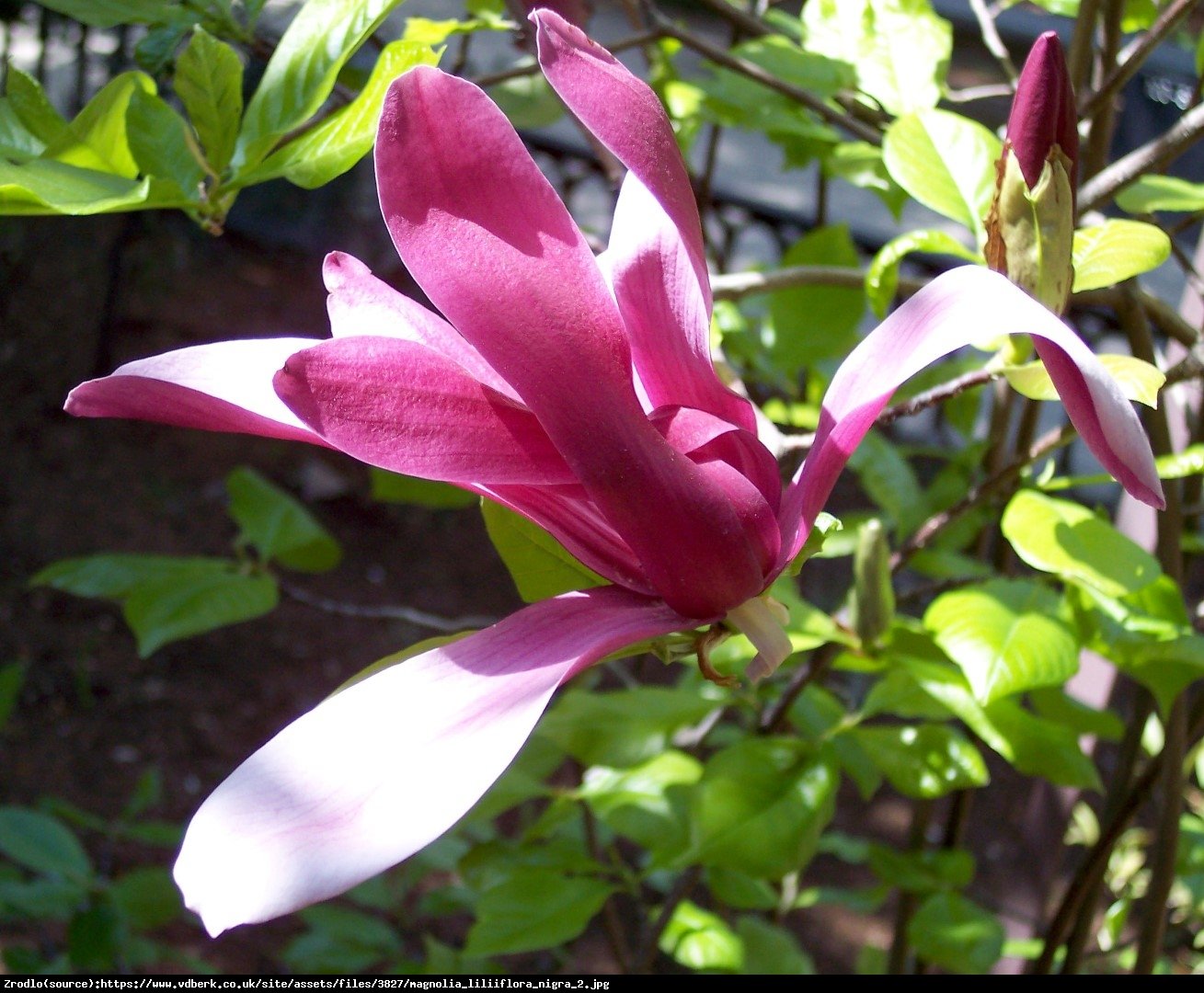 Magnolia Nigra Duża - Magnolia liliflora Nigra