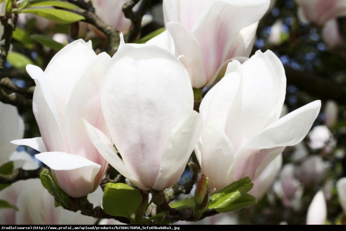 Magnolia Alba Superba Duża - Magnolia Alba Superba
