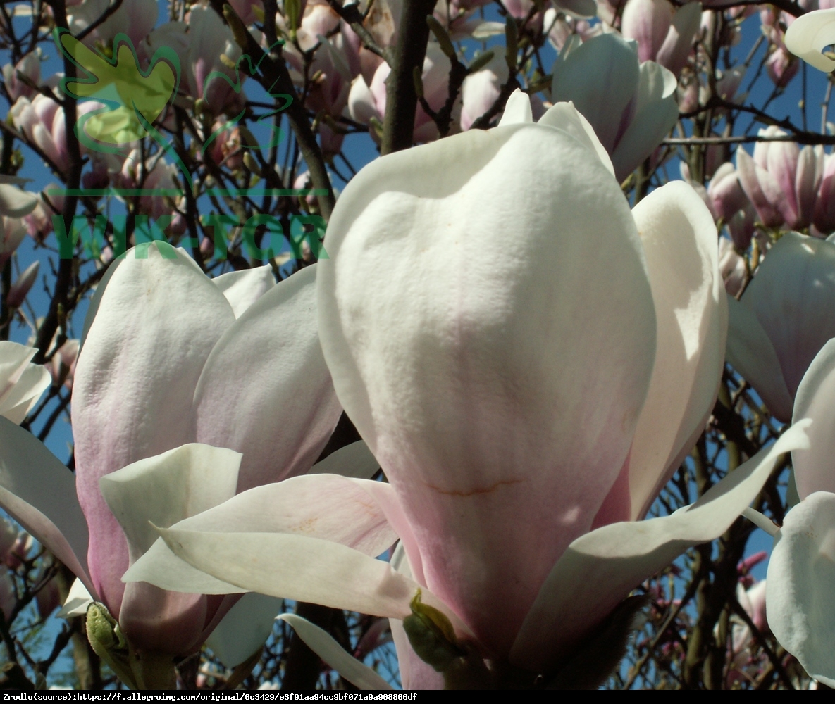 Magnolia Alba Superba Duża - Magnolia Alba Superba