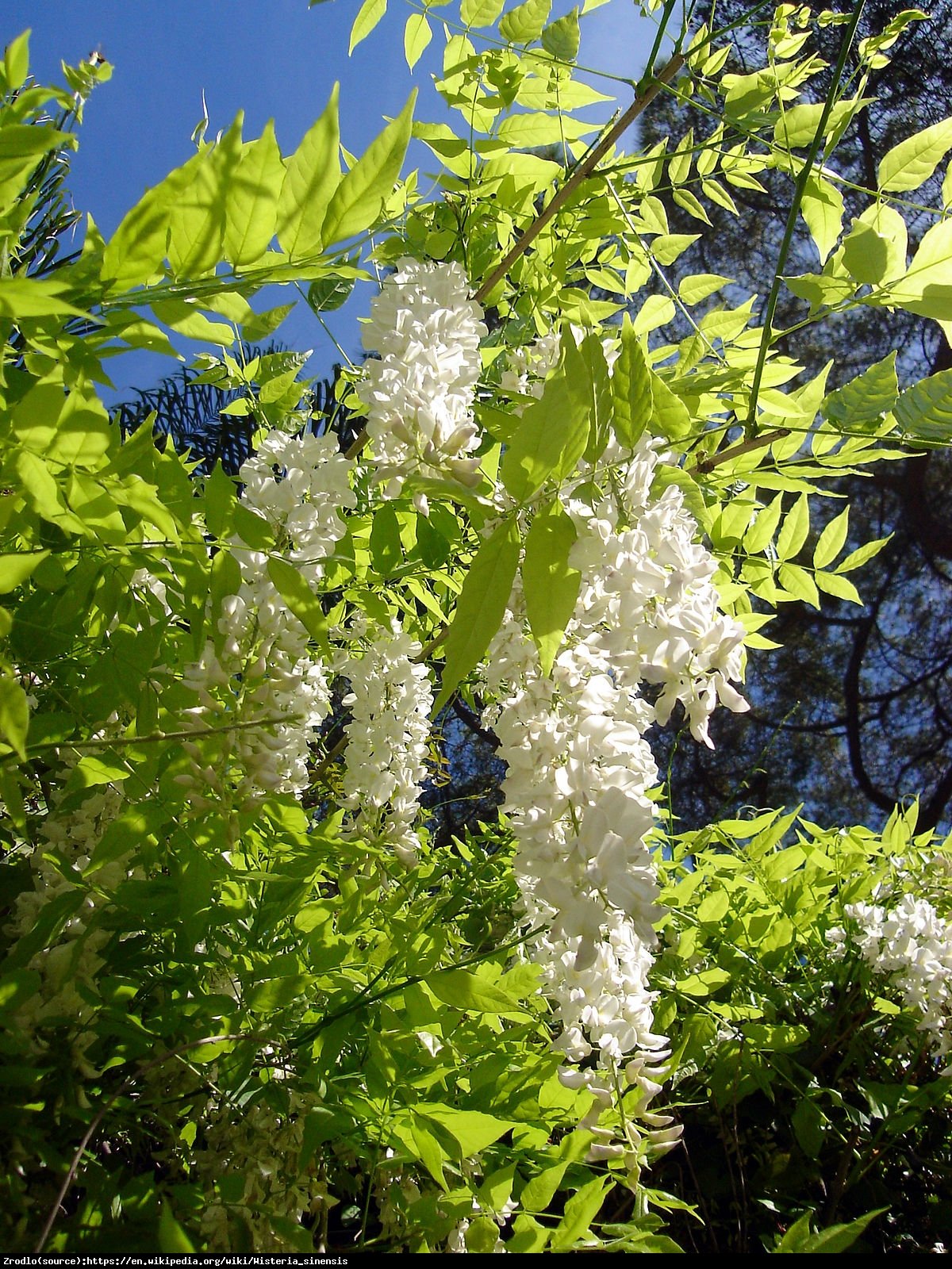 Glicynia chińska Biała - Wisteria sinensis