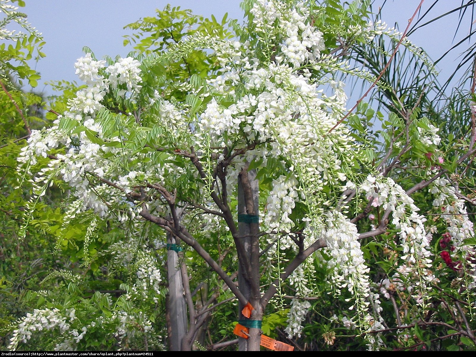 Glicynia chińska Biała - Wisteria sinensis