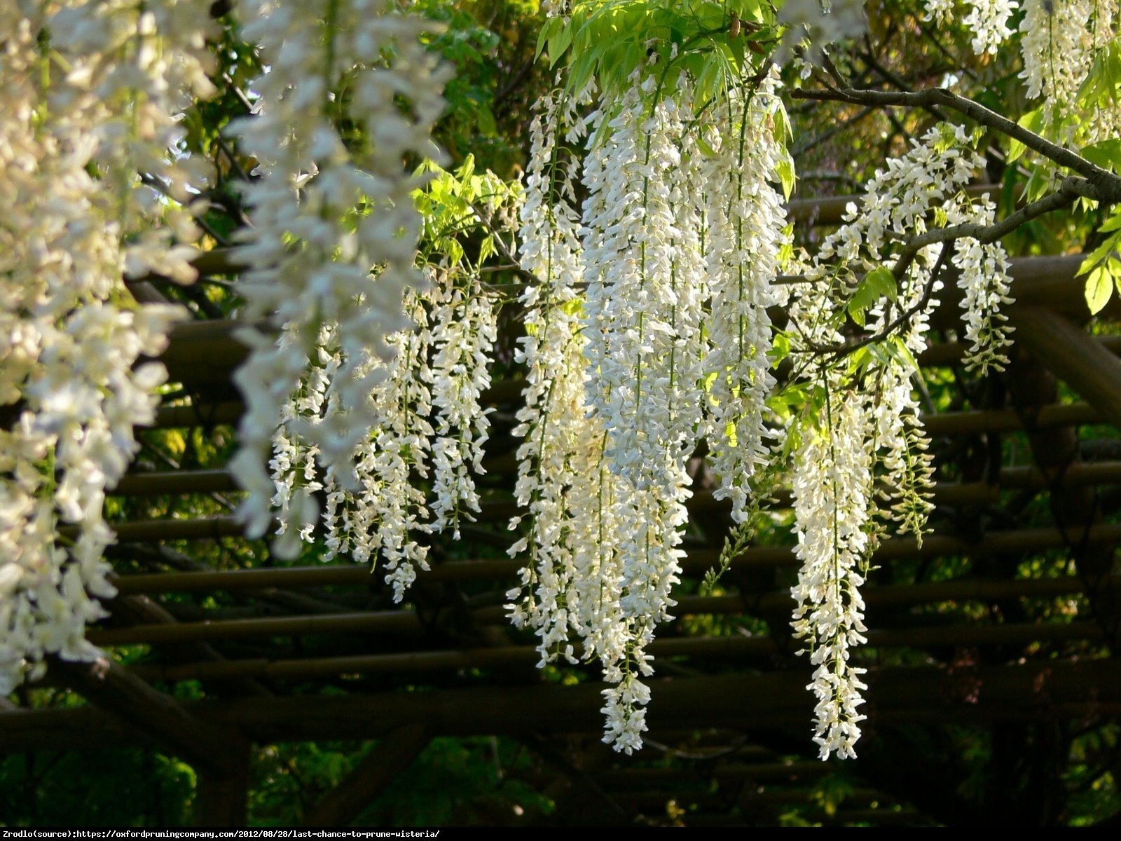 Glicynia chińska Biała - Wisteria sinensis