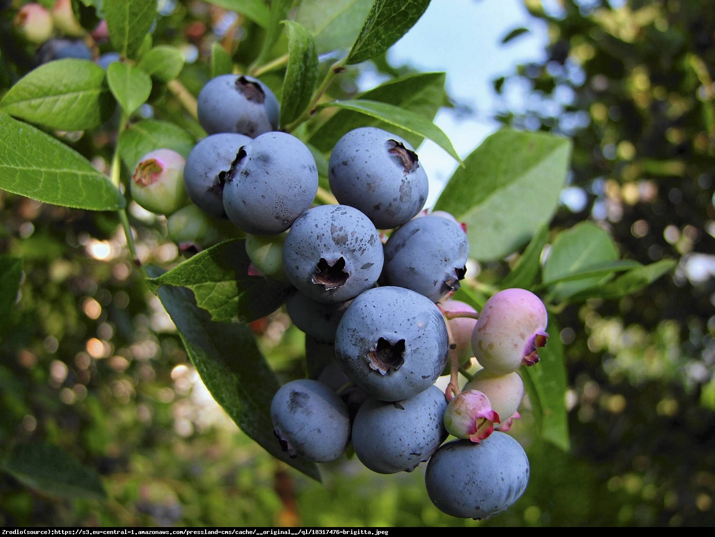 Borówka amerykańska  Elliot  3l - Vaccinium corymbosum  Elliot  3l