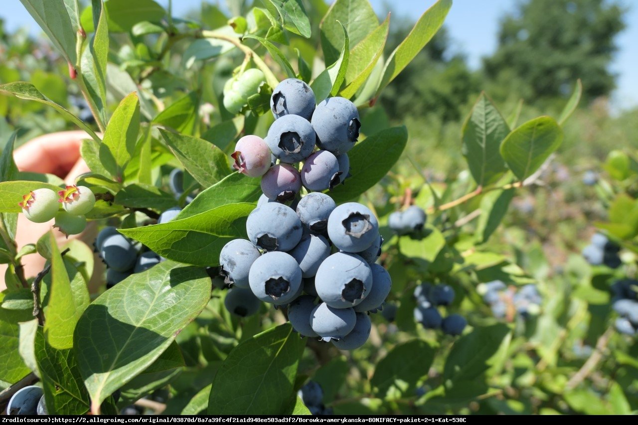 Borówka amerykańska Bonifacy 3l - Vaccinium corymbosum Bonifacy 3l