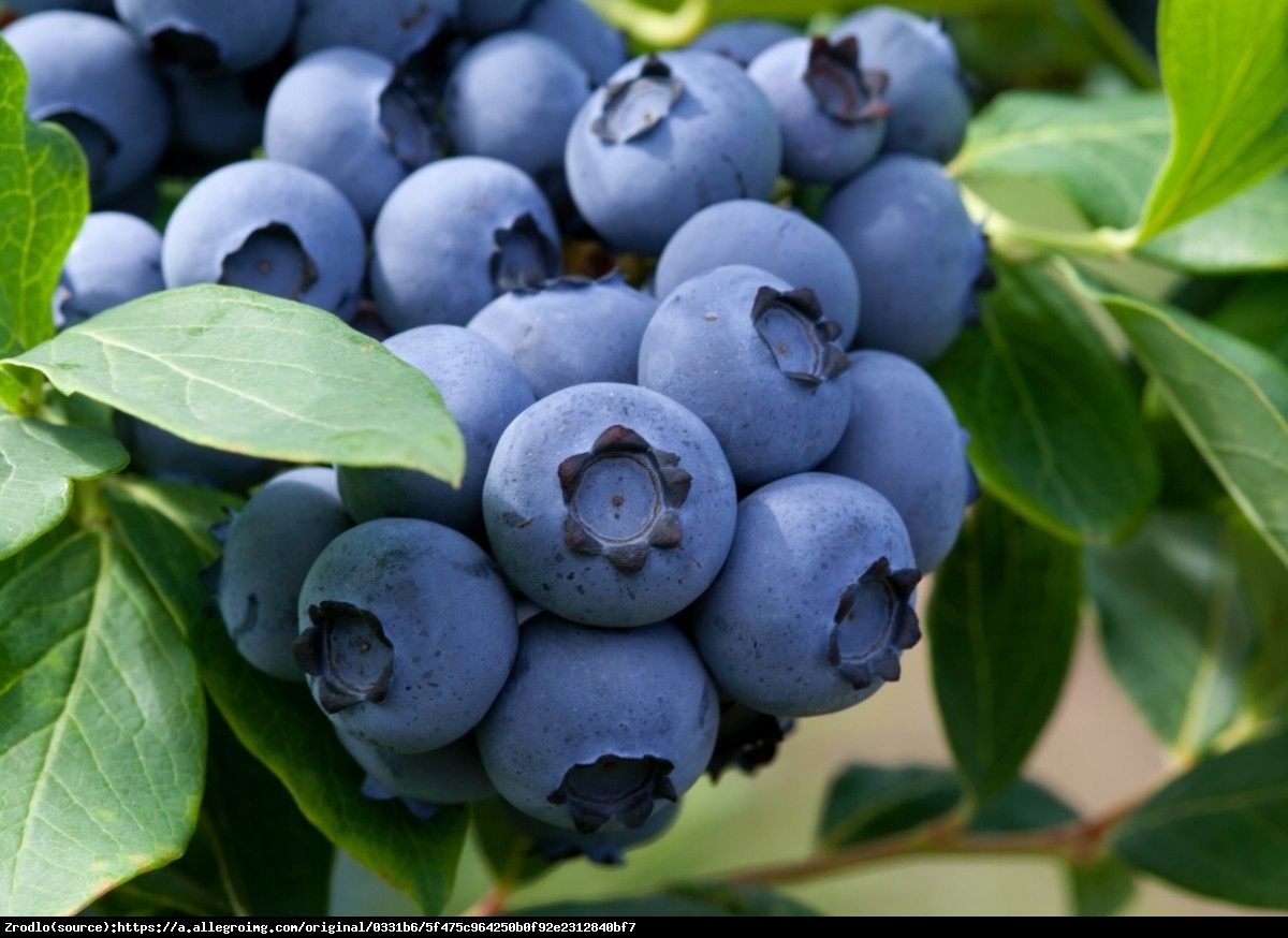 Borówka amerykańska Chandler 3l - Vaccinium corymbosum 3l