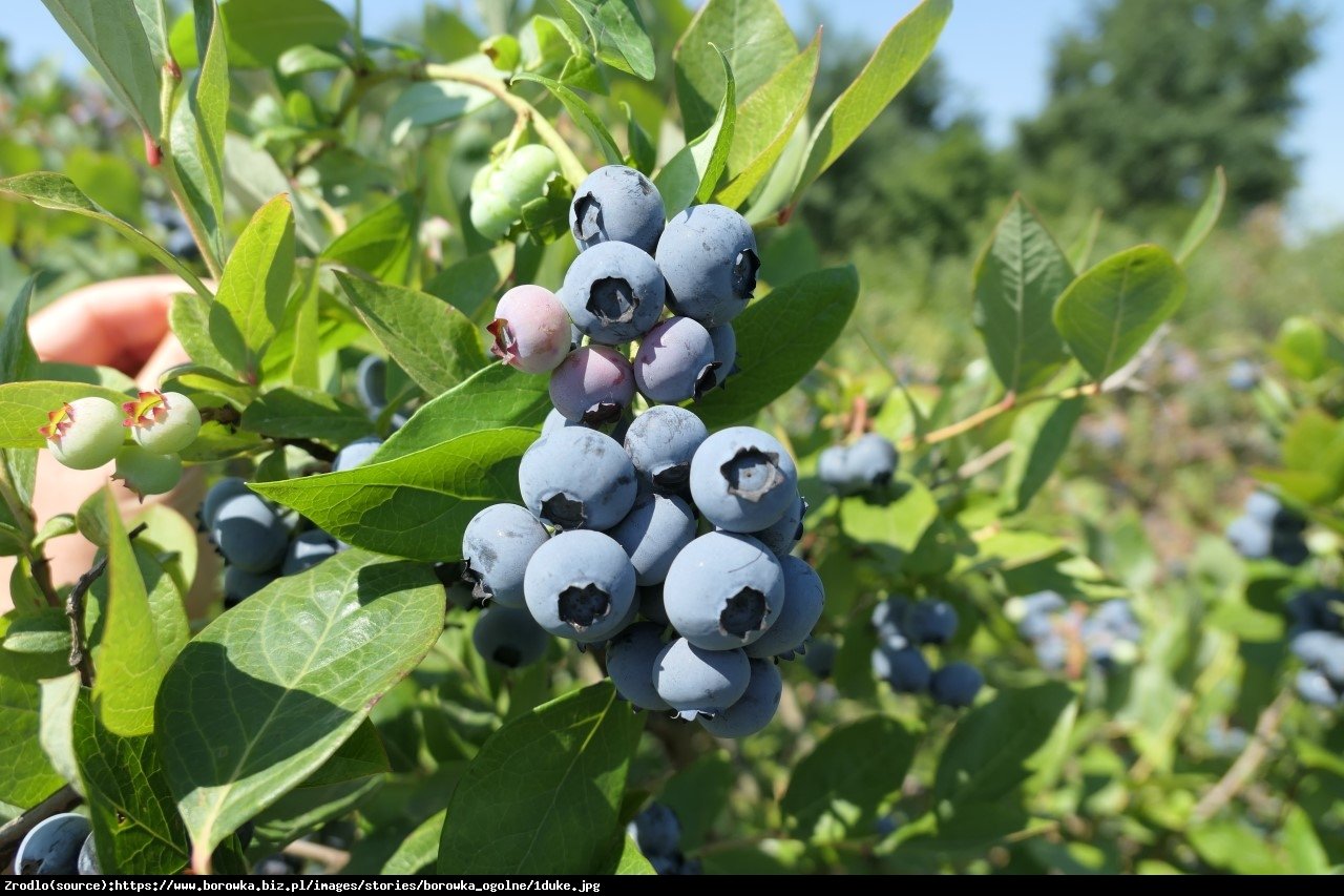 Borówka amerykańska Chandler 3l - Vaccinium corymbosum 3l