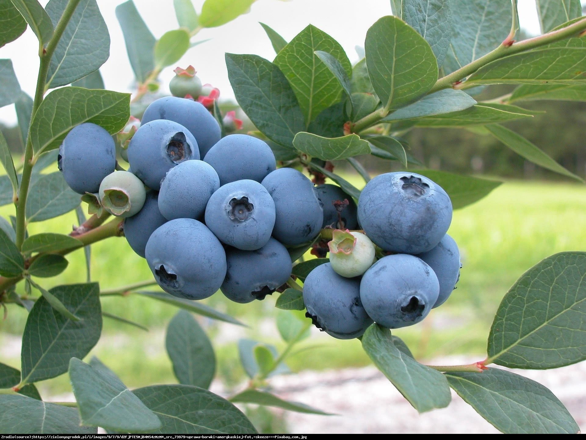 Borówka amerykańska Patriot 3l - Vaccinium corymbosum 3l