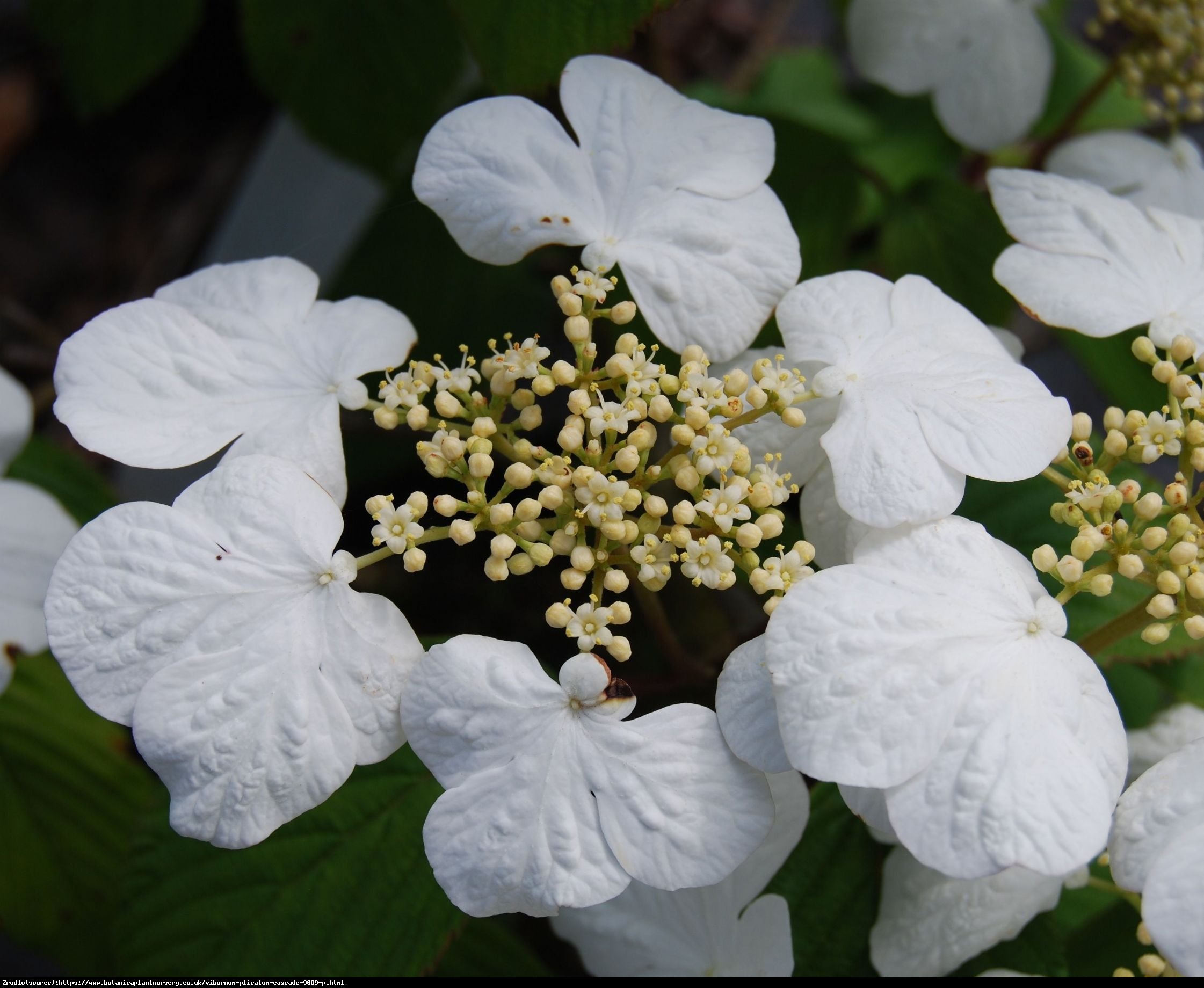 Kalina japońska Cascade - Viburnum plicatum Cascade