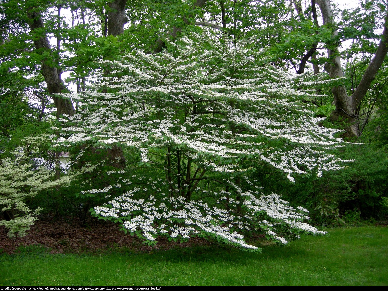 Kalina japońska Cascade - Viburnum plicatum Cascade