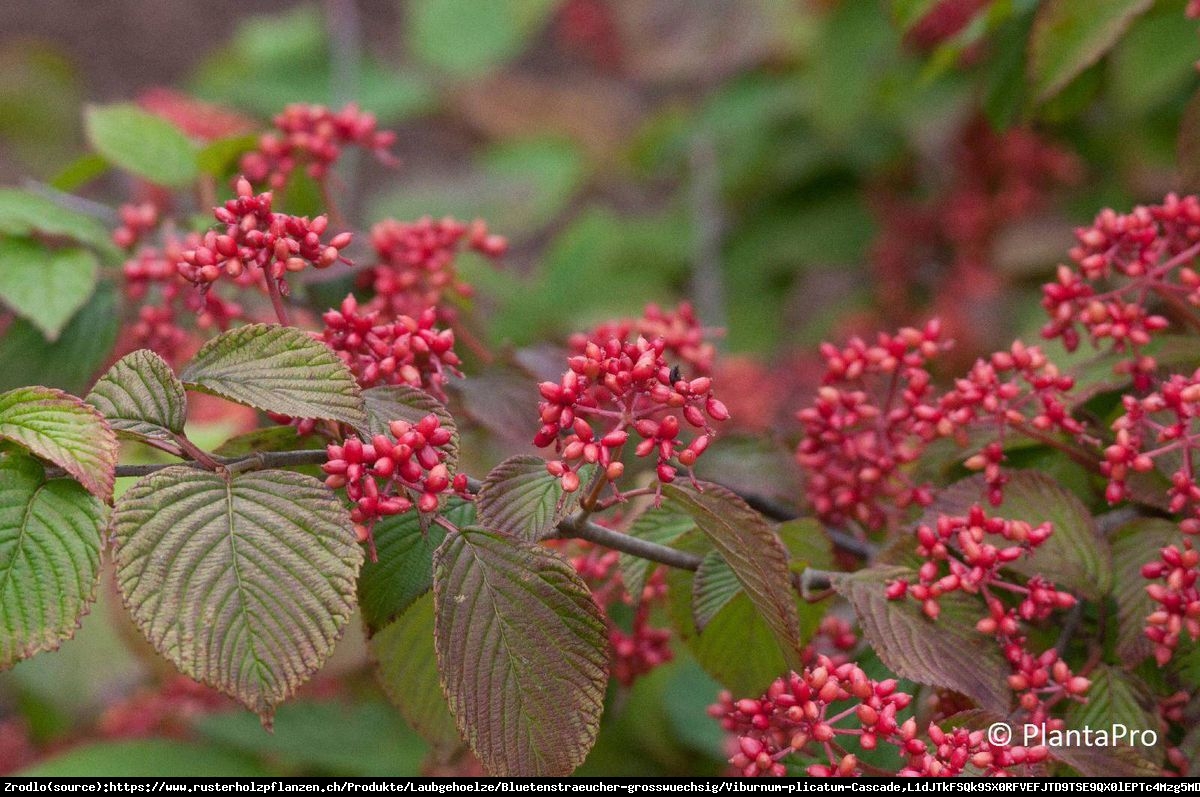 Kalina japońska Cascade Viburnum plicatum Cascade