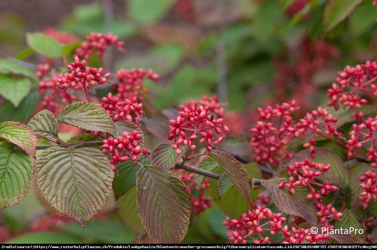 Kalina japońska Cascade - Viburnum plicatum Cascade